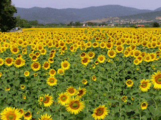 Excursão de 1 dia à Toscana