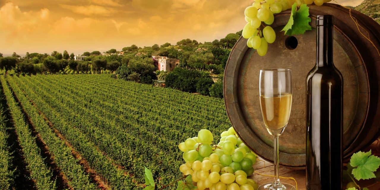 TOUR PELAS VINHAS E CENÁRIOS DE FILMES